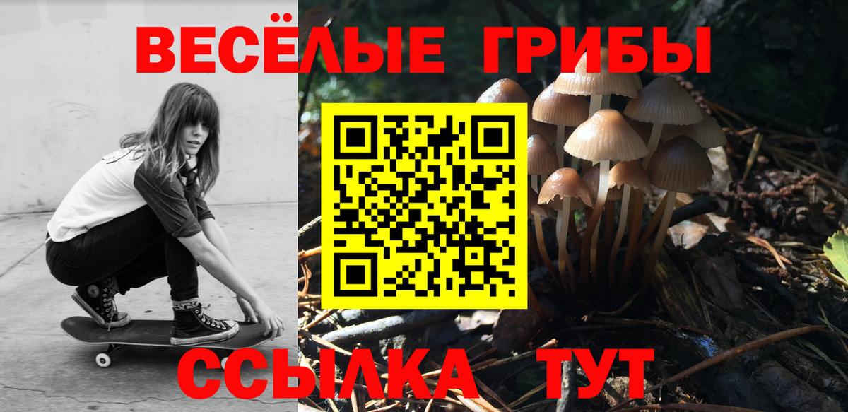 Галлюциногенные грибы Psilocybe Менделеевск